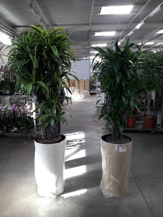 Інтернет-магазин рослин "Березка"