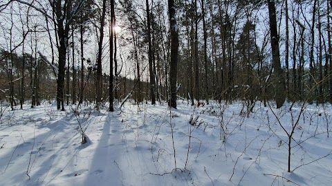 Лісові галявини