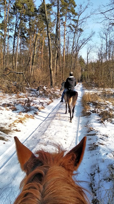 Конюшня Royal Horse