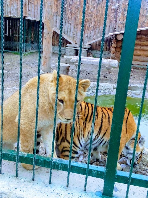 Садыба "Гимба"