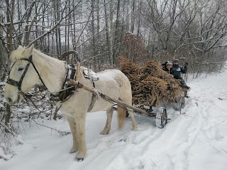 Конюшня "Кіно-коні"