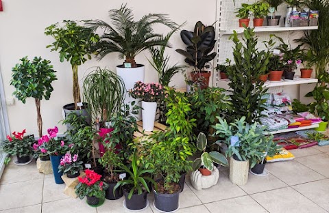 VAZON - спеціалізований магазин кімнатних рослин