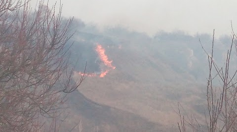 Ландшафтний ентомологічний заказник "Ковалівський яр"