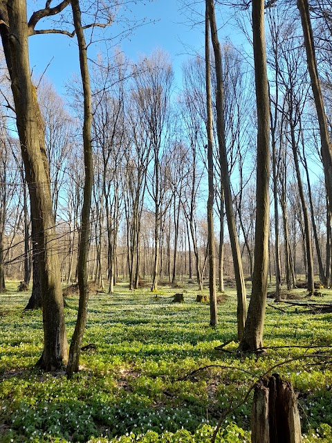 Брюховицький ліс