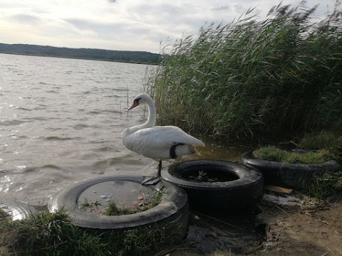 Зашківське водосховище