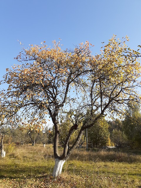 Санаторій Перемога