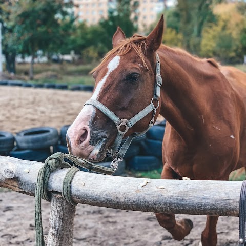 Конный клуб