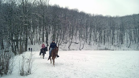 Львів - Катання на конях Львів