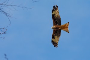 Natur- und Vogelschutzverein Wehntal