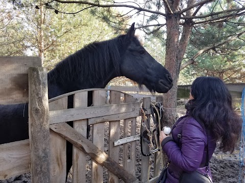 Конюшня Royal Horse