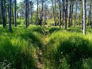 Лузанівський парк, Ландшафтний заказник