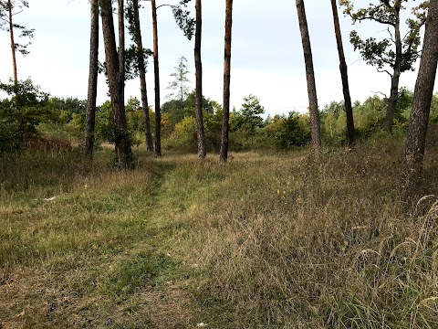 Зона відпочинку «Боровичок»