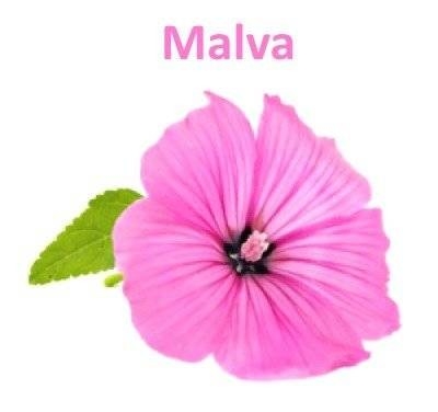 Квіти "Malva"