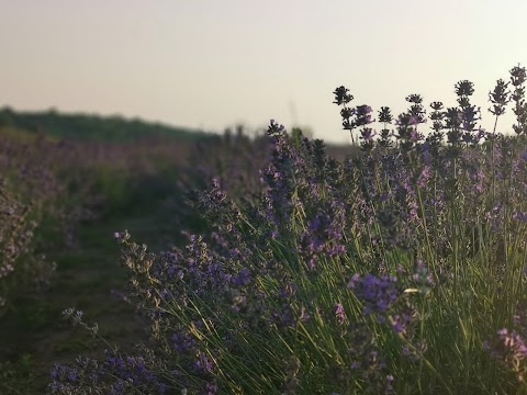 ПОРАДІВ лавандовий парк