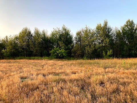 Петропавлівський лісостеп