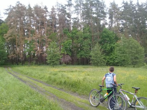 Садівниче товариство "Студенок"