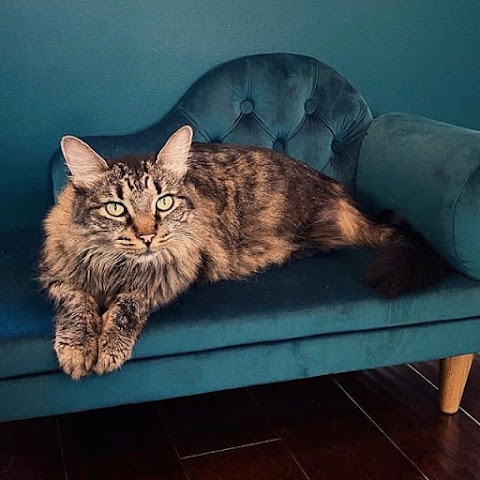 Dog Bed & Sofa Cat