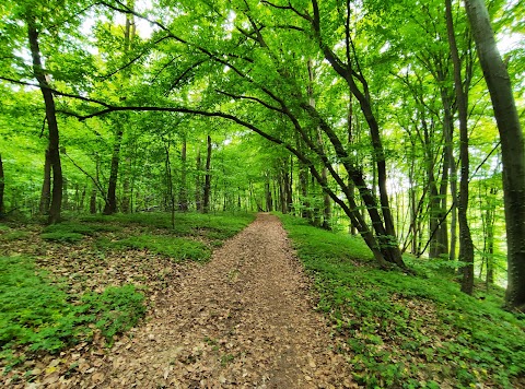 Брюховицький ліс