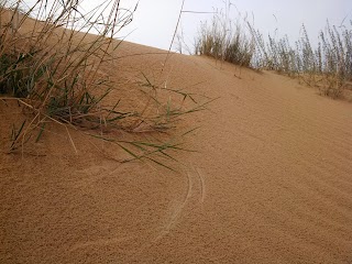 Oleshky Sands