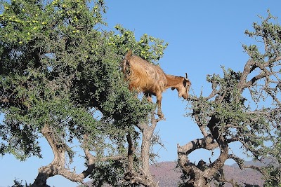 photo of Morocco Desert Tours