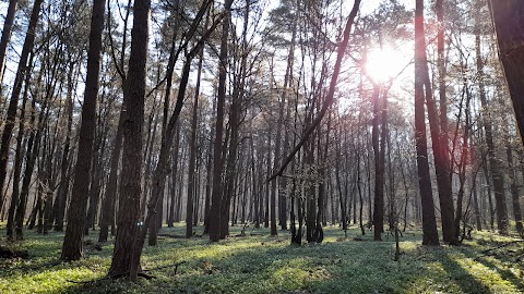 Брюховицький ліс