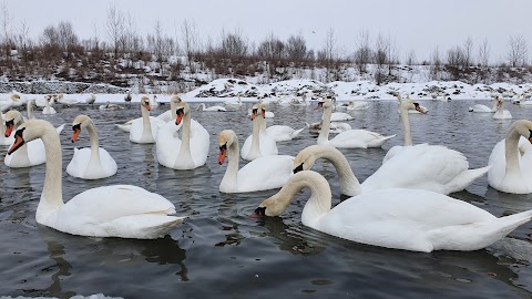 Лебединные озера.