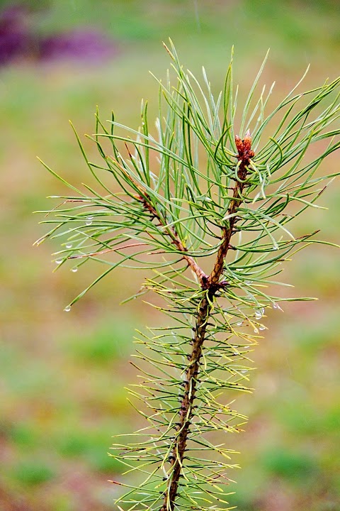 Дендропарк "Greenning Planet"