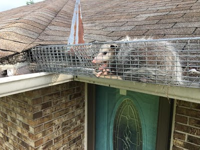 photo of Affordable Wildlife Eviction