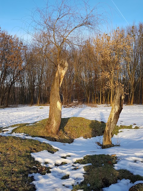 Скнилівський парк