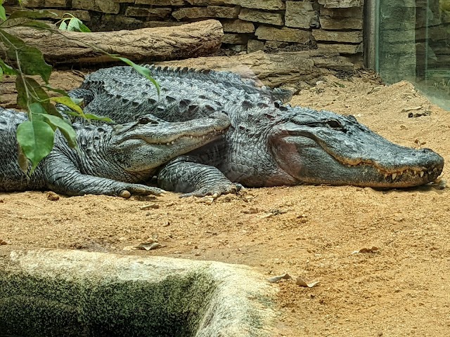 ZooParc de Beauval