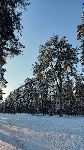 Біличанський ліс