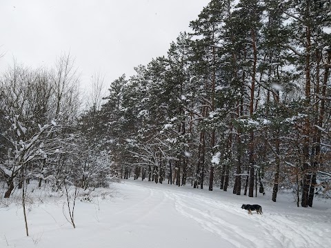 Брюховицький ліс