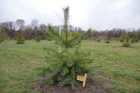 Дендропарк "Greenning Planet"