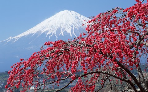 Sakura.Bazales