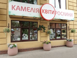 Камелія на Дмитрівській