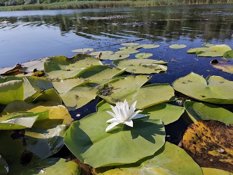 Ловись Рыбка