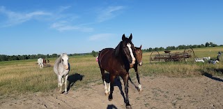 Horse for one rider