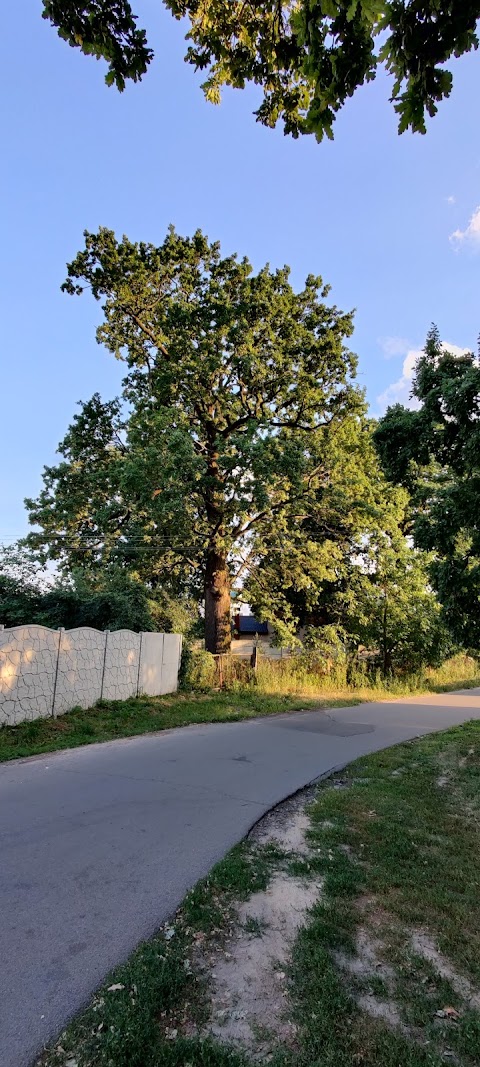 Амбулаторія сімейної медицини