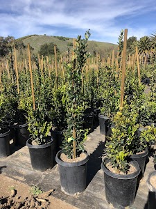 Pacific Green Nursery