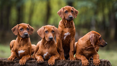 Red Hot Line Rhodesian Ridgebacks