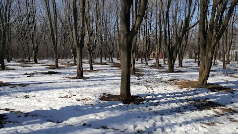 Аеропортівський гай, березова поляна