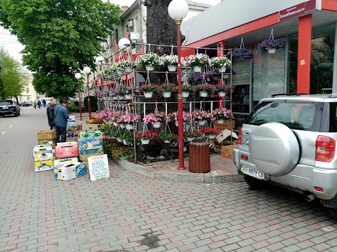 Магазин квітів Анастасія