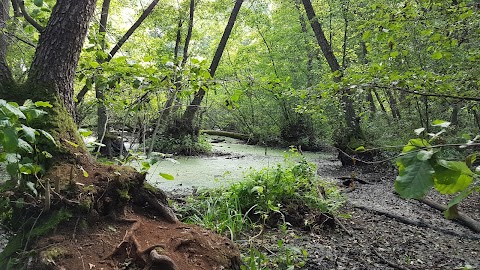 Геродотів ліс