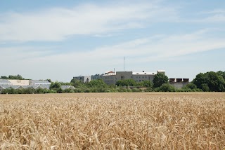 Миронівський інститут пшениці ім. В. М. Ремесла НААН