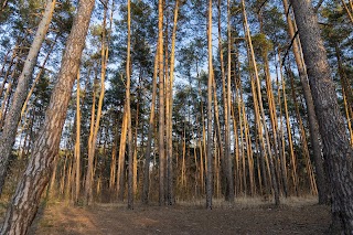 Биківнянський ліс