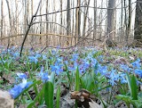 Олексіївський лісопарк