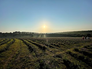 ПОРАДІВ лавандовий парк