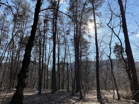 Парк-пам'ятка садово-паркового мистецтва "Зелена брама"