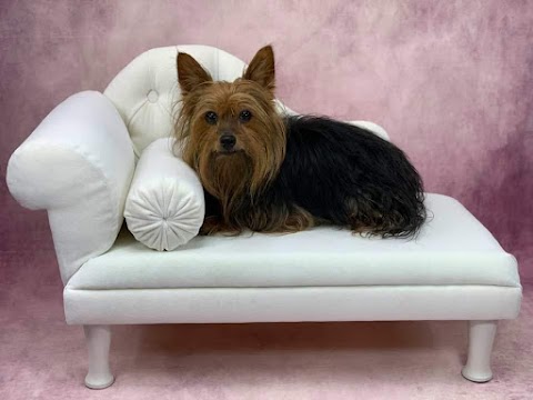 Dog Bed & Sofa Cat