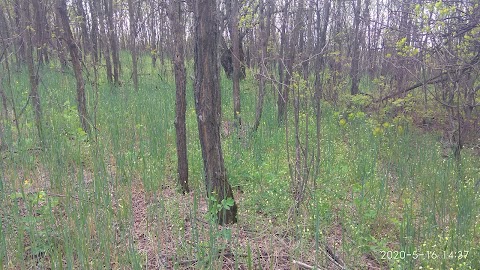 "Дніпровсько-Орільський" природний заповідник